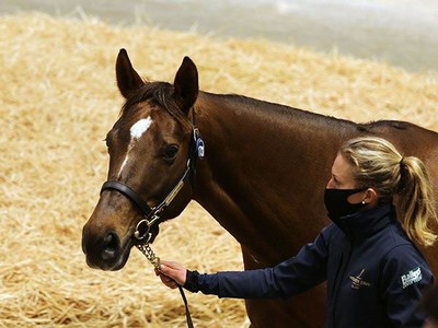 TATTERSALLS DECEMBER SALE CONCLUDES Image 1